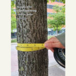 Standard för trädinventeringar i urban miljö 3.0