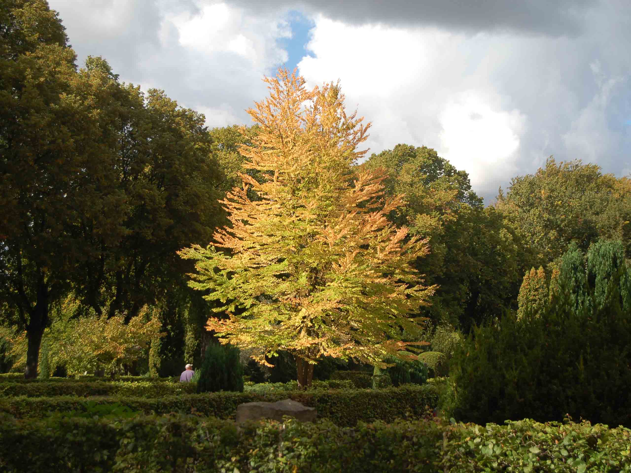 Cercidiphyllum japonicum en katsura på en kyrkogård under höst
