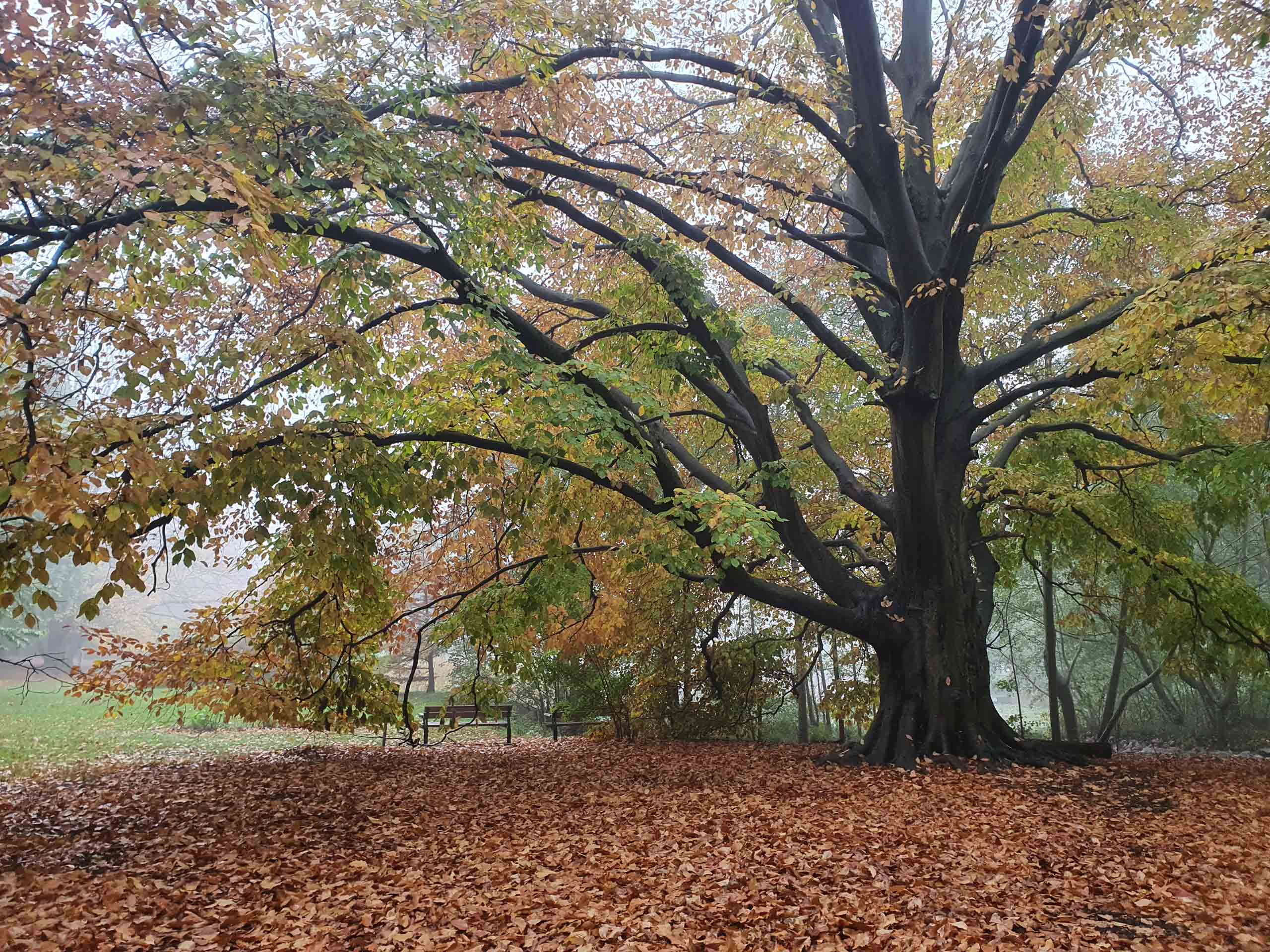 Fagus sylvatica i Malmö Beijers park under höst