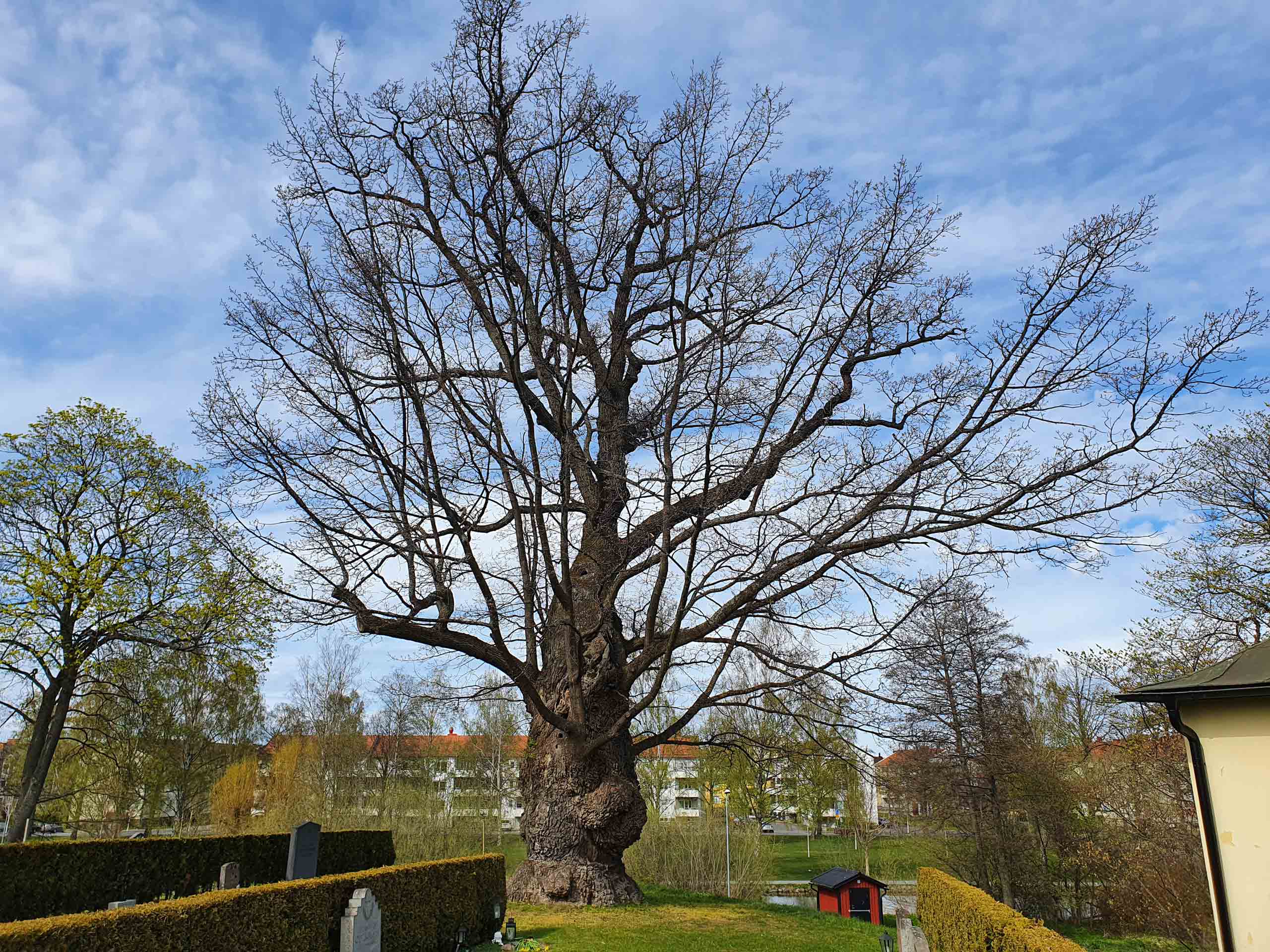 Östra kyrkogården i Jönköping ek jätteträd