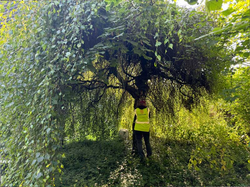 Kurs om trær for blinde og svaksynte