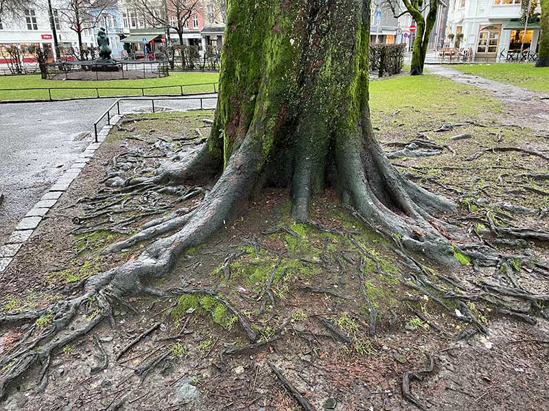 Kurs og worshop i røtter