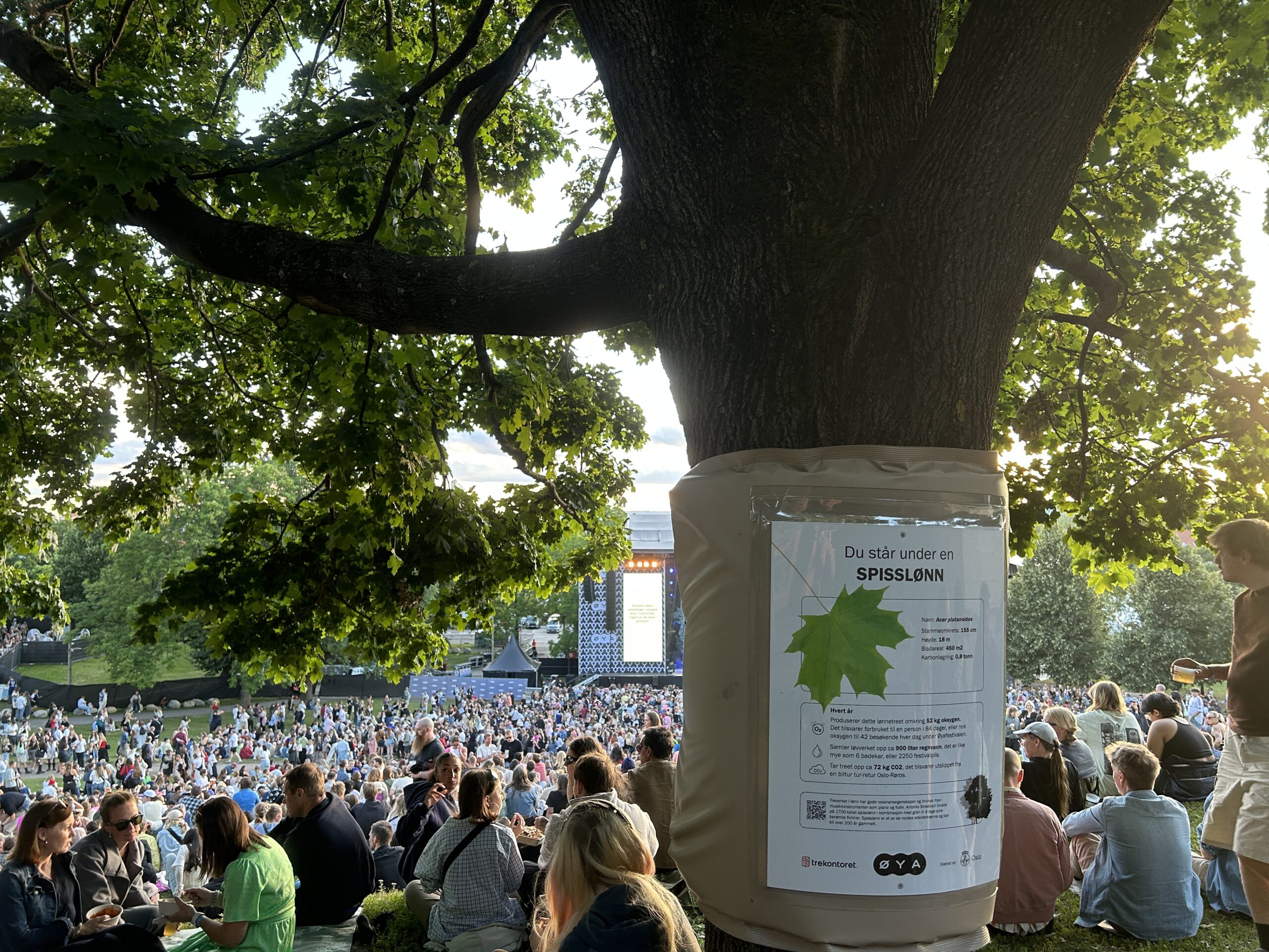 Øyafestivalen 2025 treplakat og scene Øyafestivalen 2025 treplakat og scene